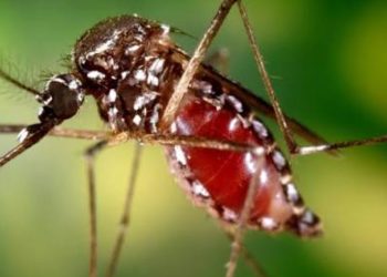 Autoridades intensifican vigilancia epidemiológica en el Chaco