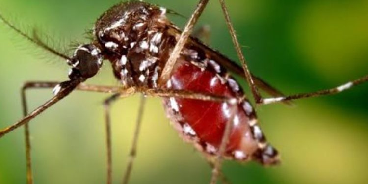 Autoridades intensifican vigilancia epidemiológica en el Chaco